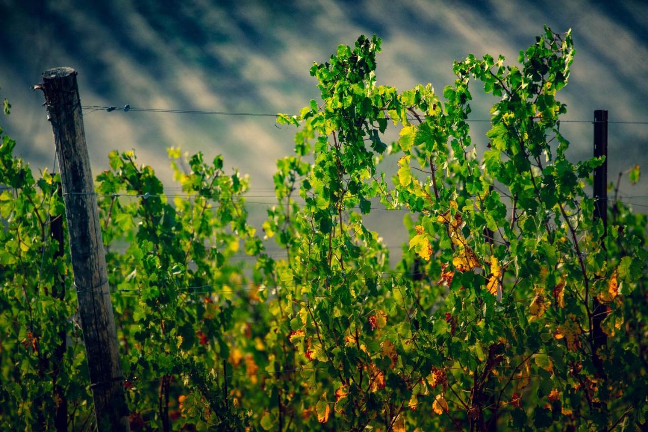 Filodivino Wine Resort & Spa サン・マルチェッロ エクステリア 写真
